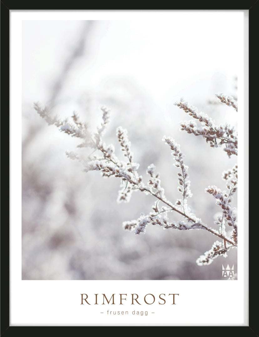 Rimfrost foto poster med snö och växt