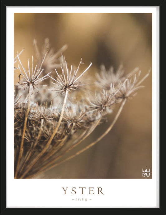 Yster Poster