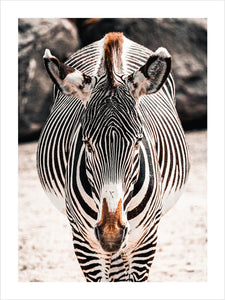 Poster zebra, djurposter foto