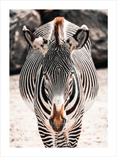 Load image into Gallery viewer, Poster zebra, djurposter foto
