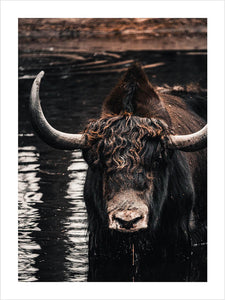 Poster med oxe, visent, bison, tavla