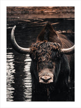 Ladda upp bild till gallerivisning, Poster med oxe, visent, bison, tavla
