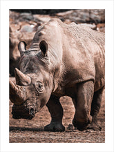 Ladda upp bild till gallerivisning, Poster med noshörning, djurtavla, djurposter
