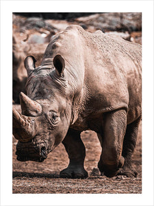 Poster med noshörning, djurtavla, djurposter