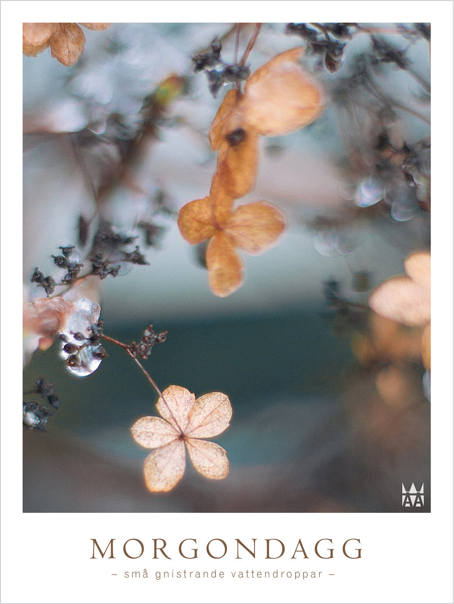 Morgondagg - Poster med blommor