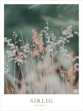 Load image into Gallery viewer, Sirlig - Poster med blommor på sommaräng
